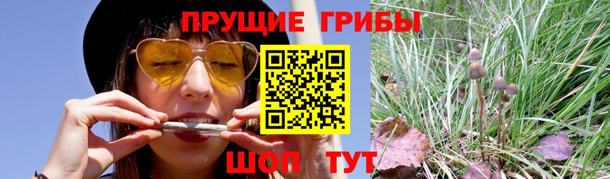 Галлюциногенные грибы Magic Shrooms  Вход с VPN  Сафоново  цены наркотик  Галлюциногенные грибы Cubensis 
